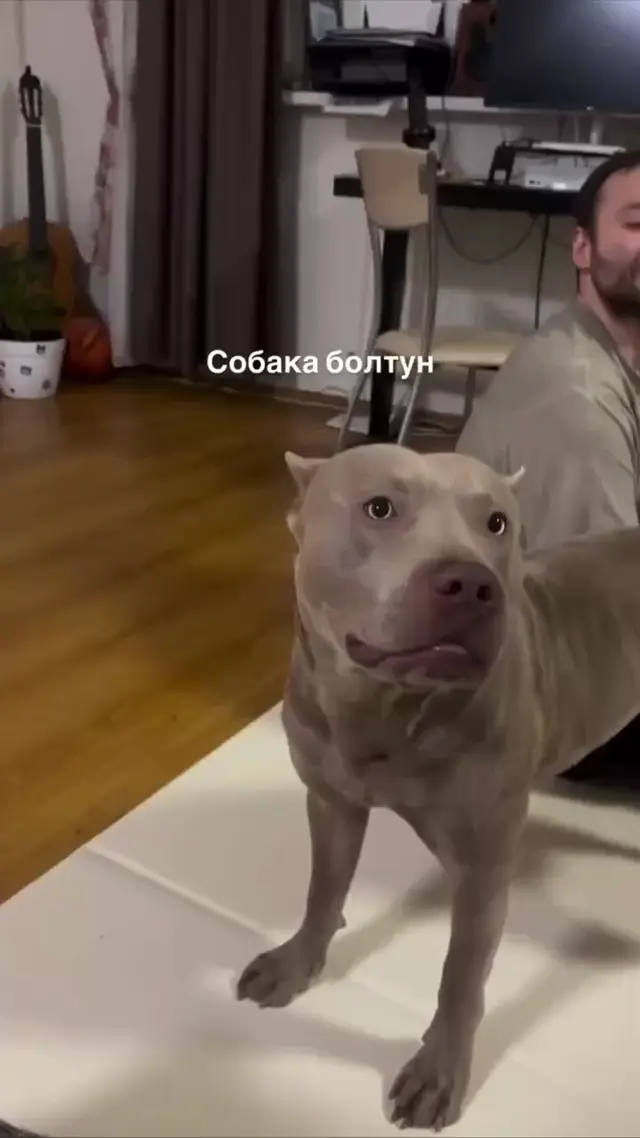 Пёс говорит нормально