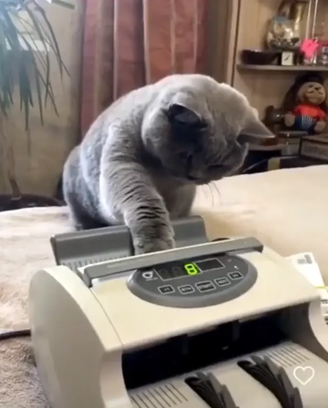 Кот считает деньги на машинке