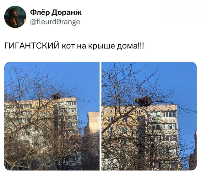 Гигантский кот на крыше дома