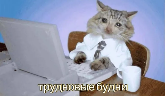 Трудновые будни плачущего кота