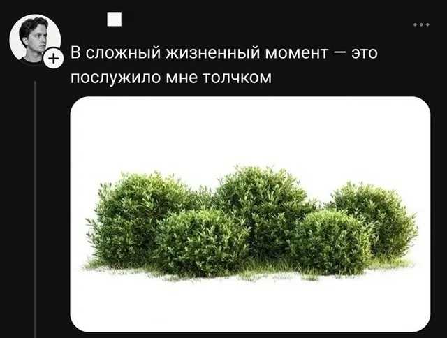 Статичное изображение кустов. — автор поста