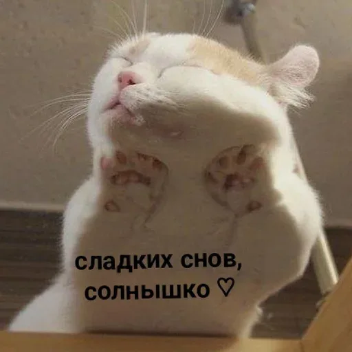 Кот спит, прижавшись мордой к прозрачному стеклу, через которое видны его подушечки лап. — кот