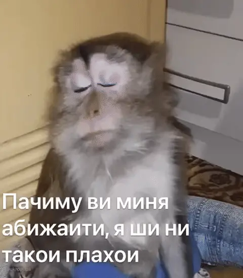 Обезьяна с грустными глазами: Пачиму ви миня абижаити