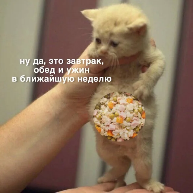 Человек держит за шкирку маленького светлого котёнка, на животе у которого наложен круглый стикер с фотографией салата оливье — светлый пуши