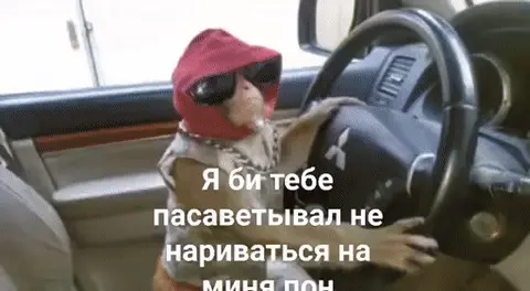 Обезьяна за рулем угрожает
