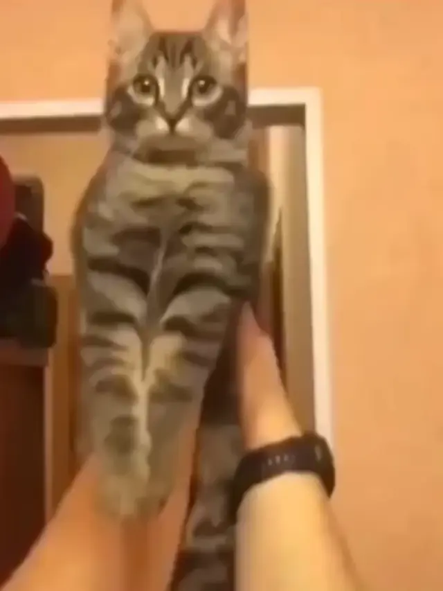 Злодейский смех кота