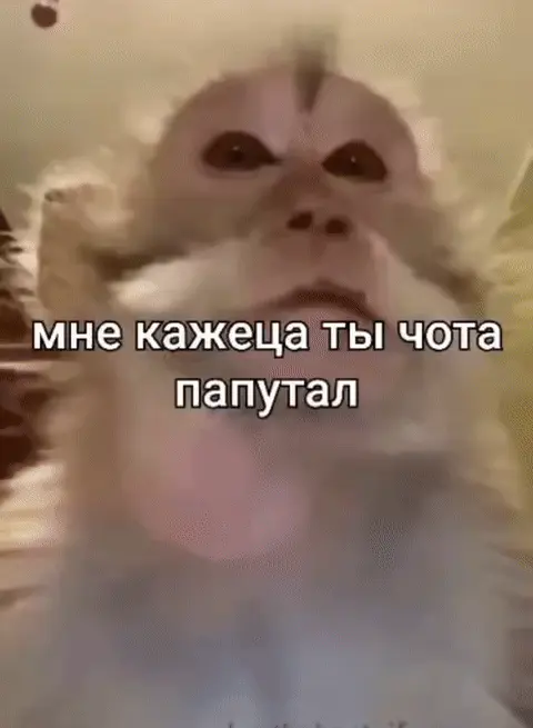 Обезьяна: мне кажеца ты чота папутал
