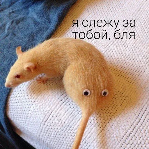 Крыса сидит неподвижно, создавая иллюзию, что у неё есть «второе лицо» на крупе — крыса