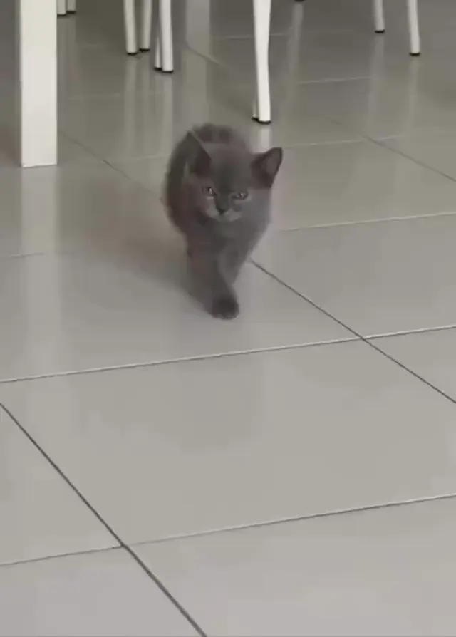 Котёнок идёт под музыку из Спанч Боба