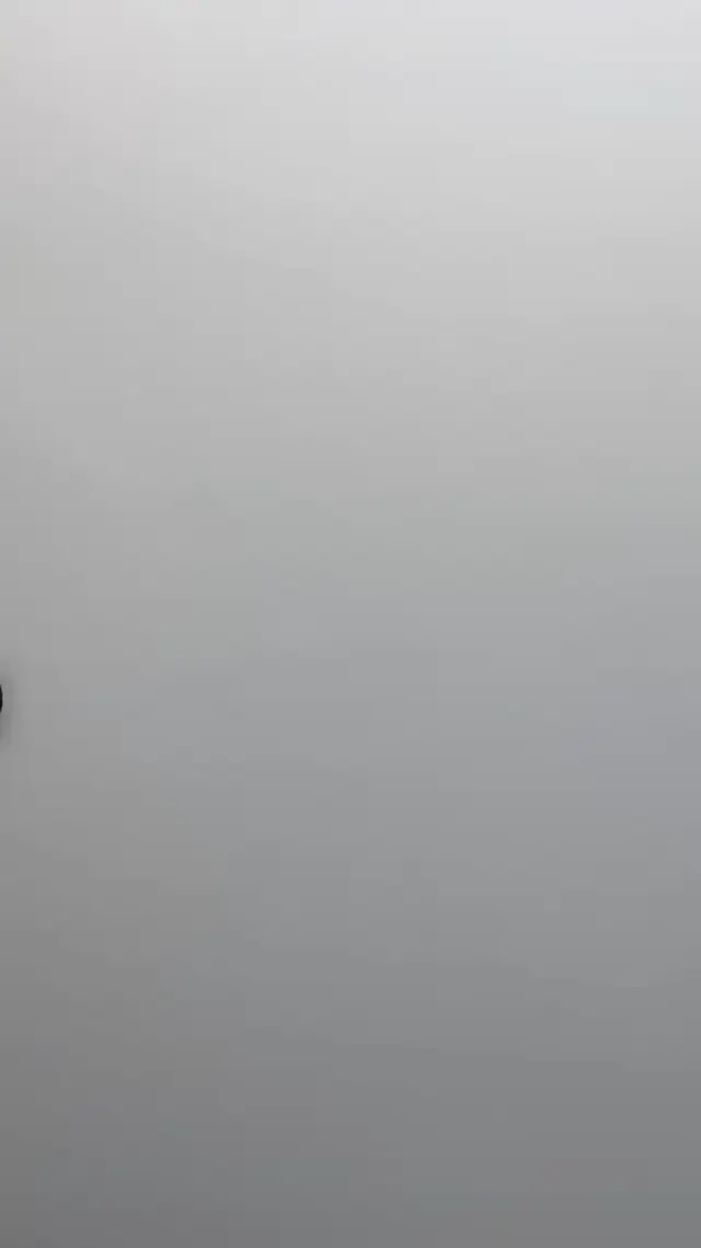 Утка смотрит прямо в душу
