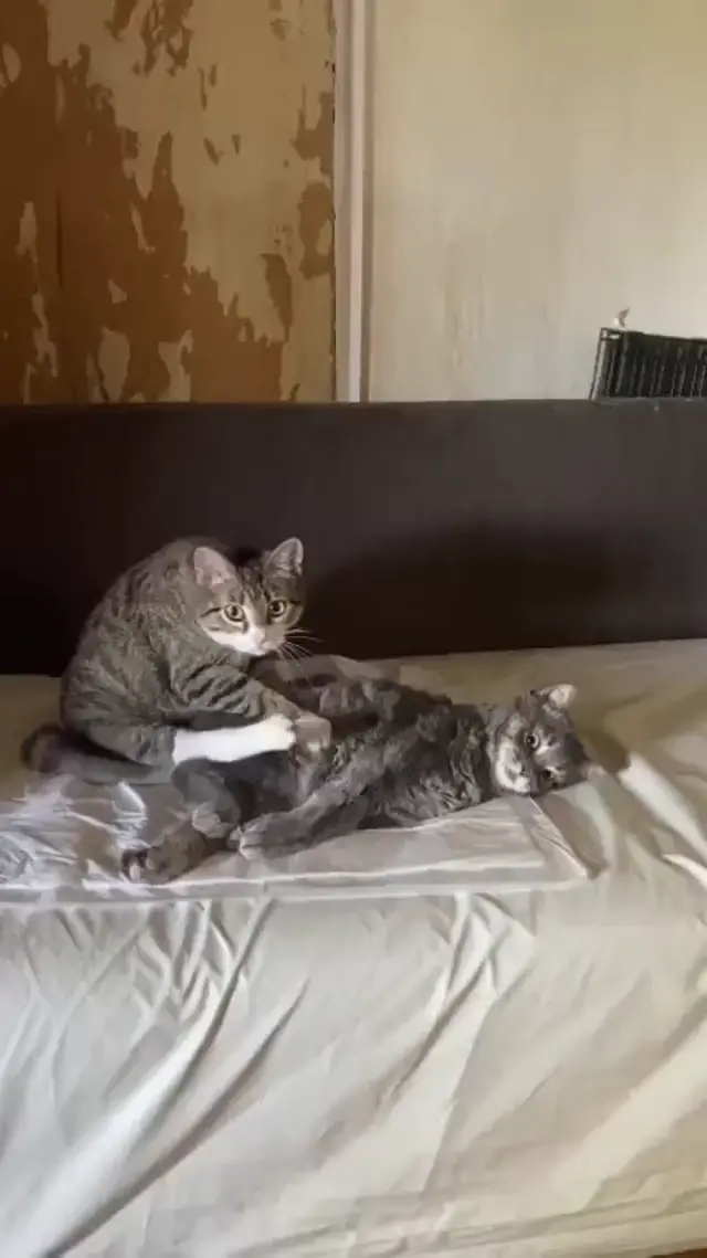 Кот делает профессиональный массаж