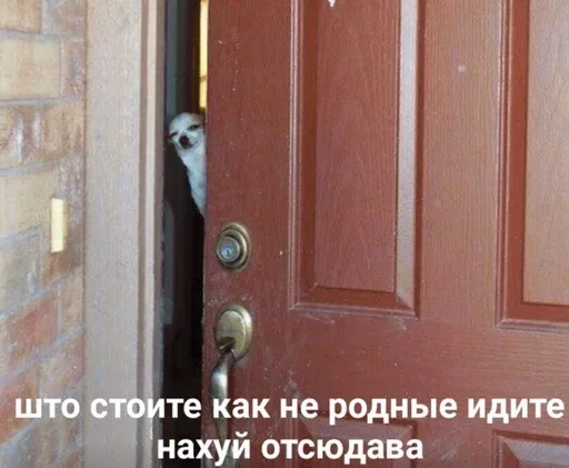 Собака выглядывает из-за двери, фиксируя взгляд на объекте за кадром. — маленькая собака породы чихуахуа