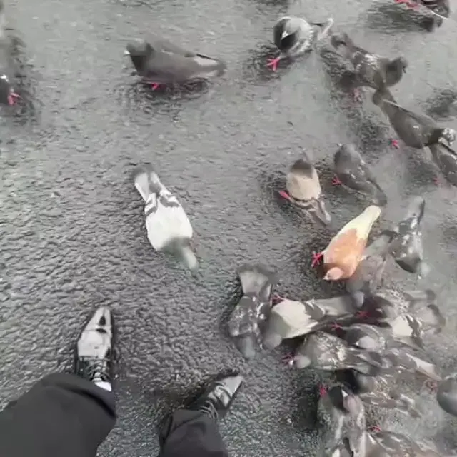 Братуха, лови голубя!