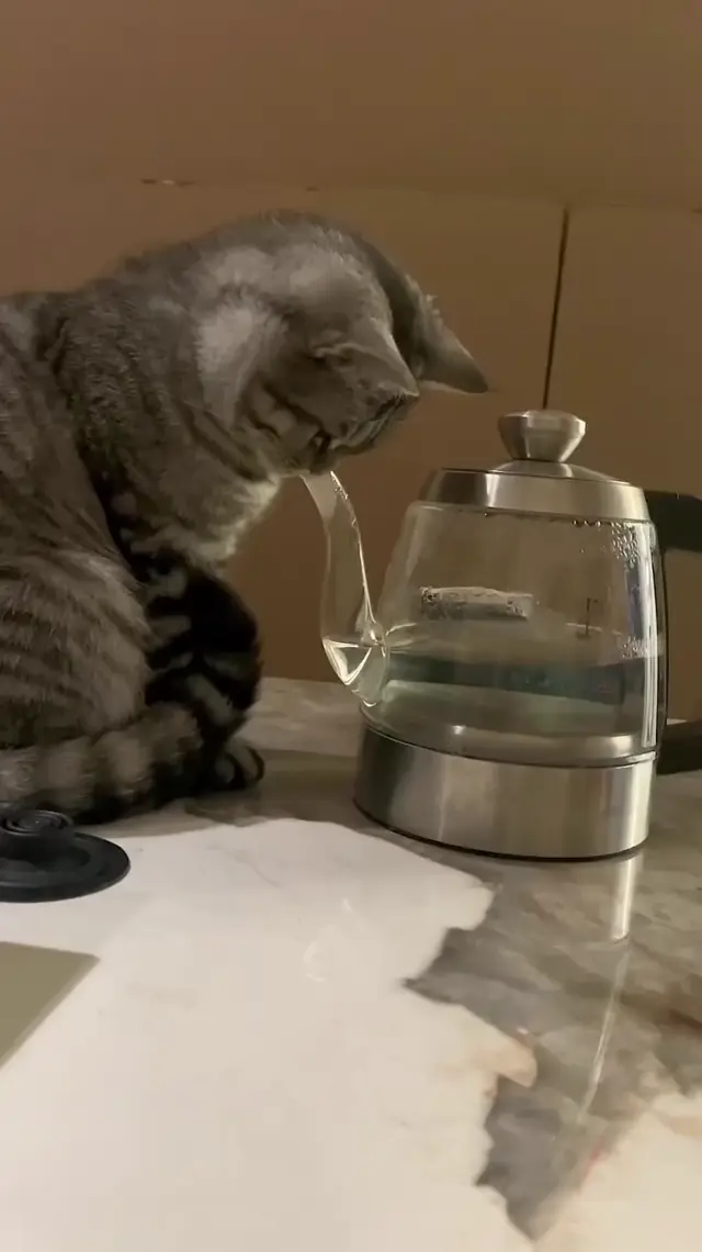 Кот застрял в чайнике