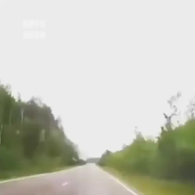 Лось чуть не снес машину