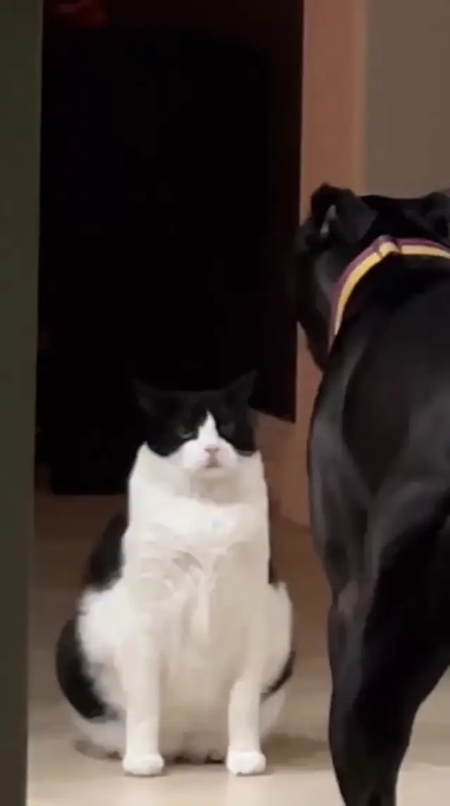 Кот даёт леща собаке