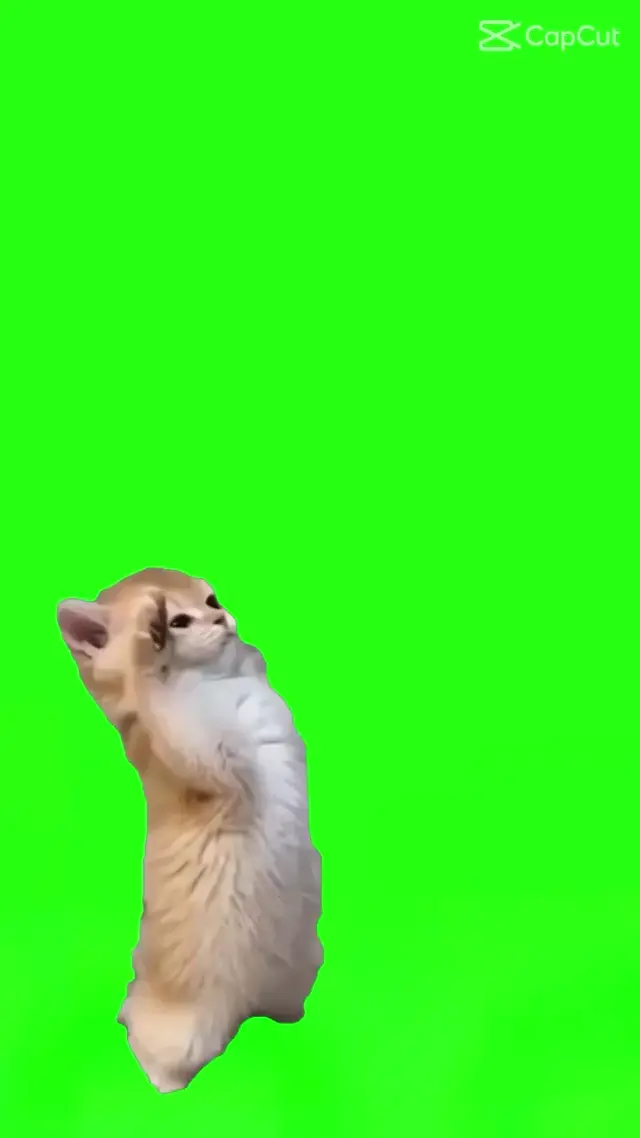 Кот отдает честь: мем на зеленом фоне