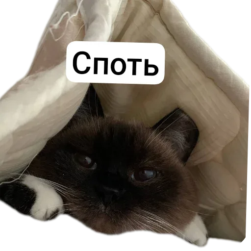 Кот лежит под одеялом, выглядывая наружу. — кот
