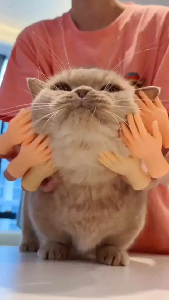 Релакс кота с маленькими ручками под Nyoom