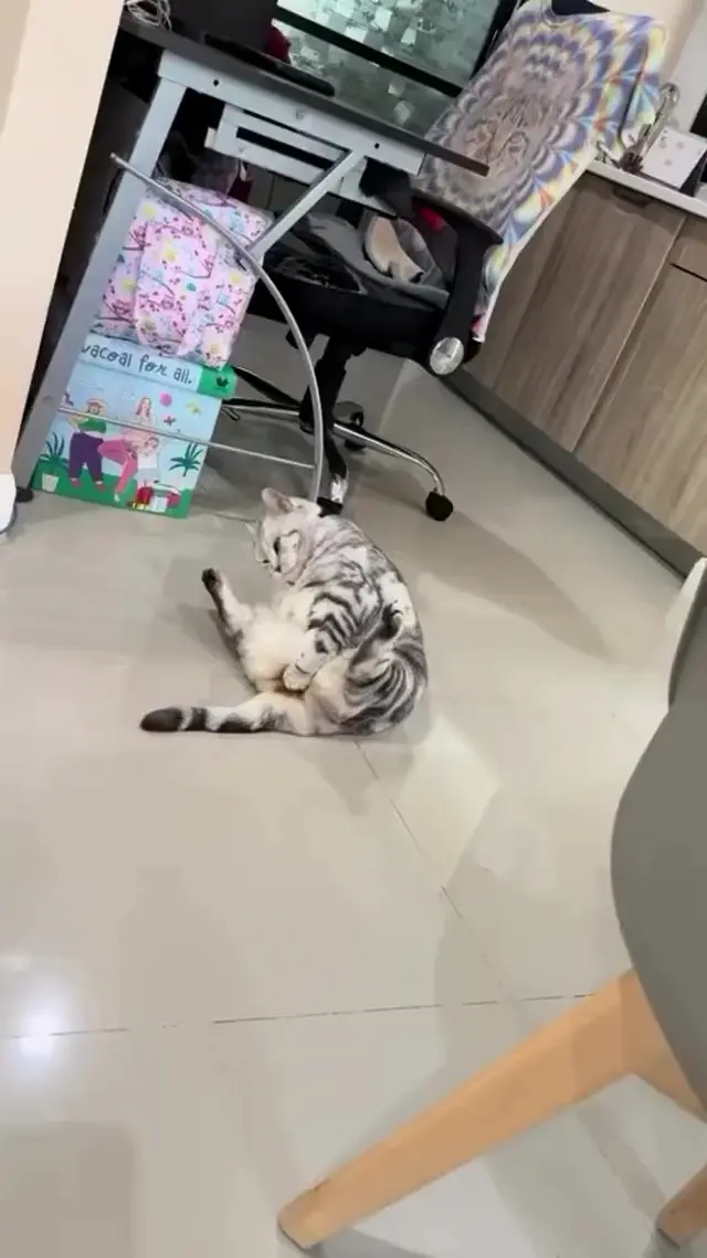 Кот застрял в неловкой позе