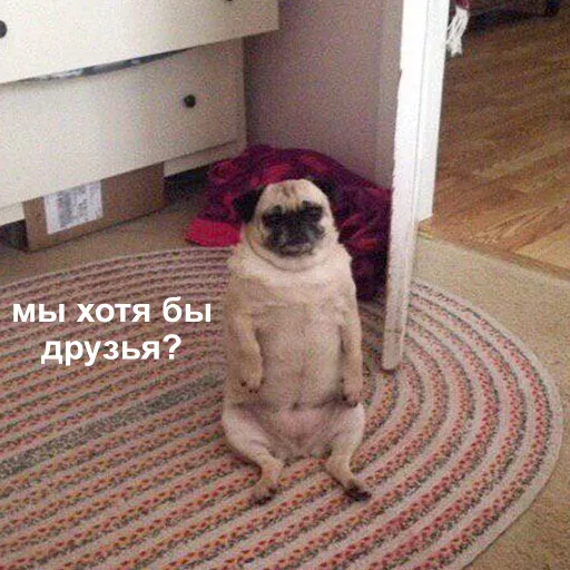 Мопс сидит неподвижно, глядя в объектив.