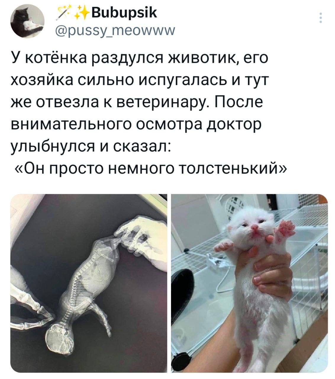 Он просто немного толстенький