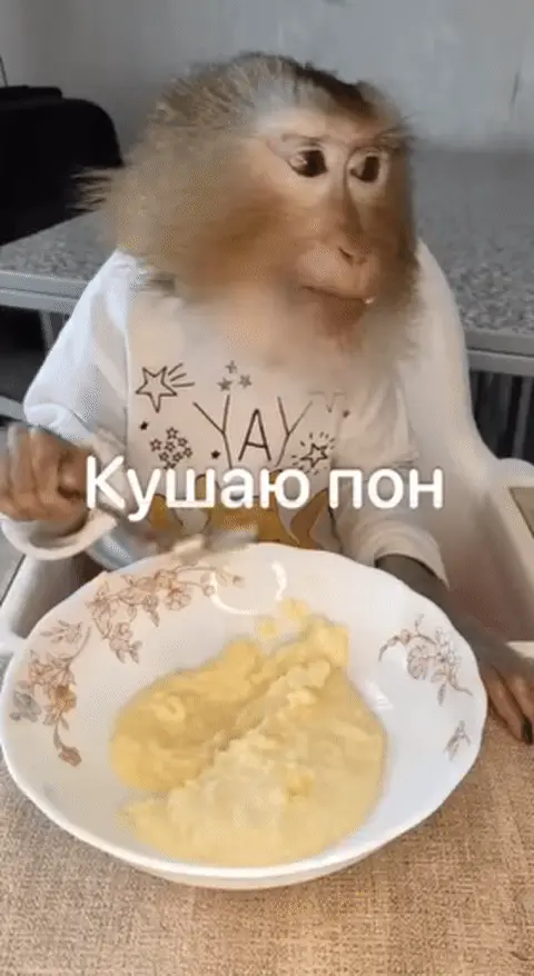 Обезьяна ест пюре с надписью Кушаю пон