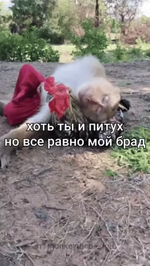 Хоть ты и питух, но все равно мой брад