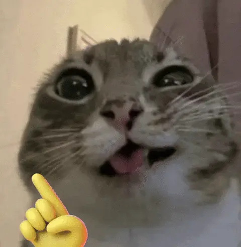 А вообще-то кот ☝️