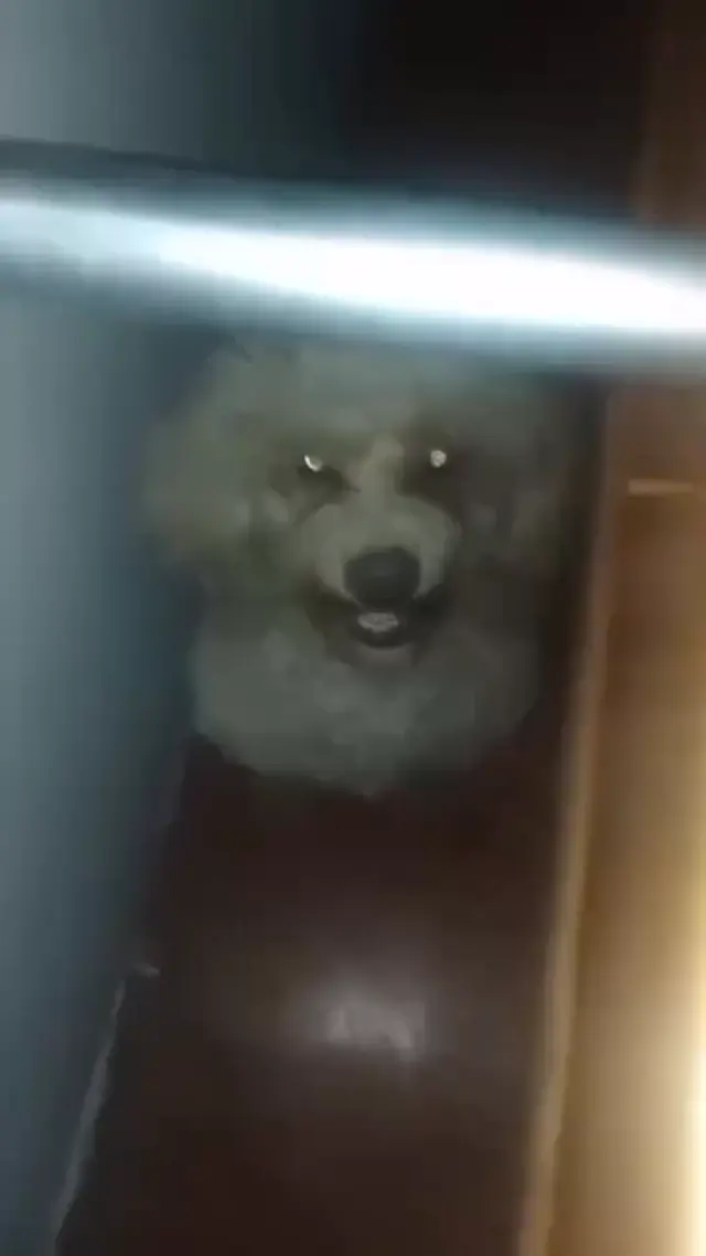 Криповый пудель зловеще улыбается