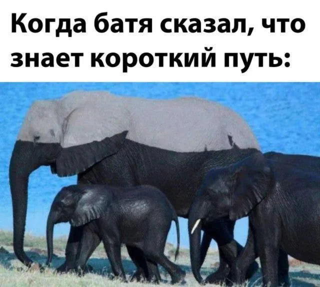 Слон идет вместе с группой, демонстрируя резкий контраст в цвете нижней части тела.