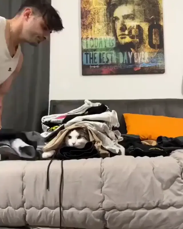 Кот под кучей белья