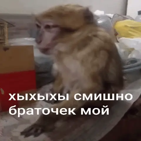 Обезьяна сидит, резко поворачивает голову к камере и широко открывает рот в гримасе, напоминающей истеричный смех или крик