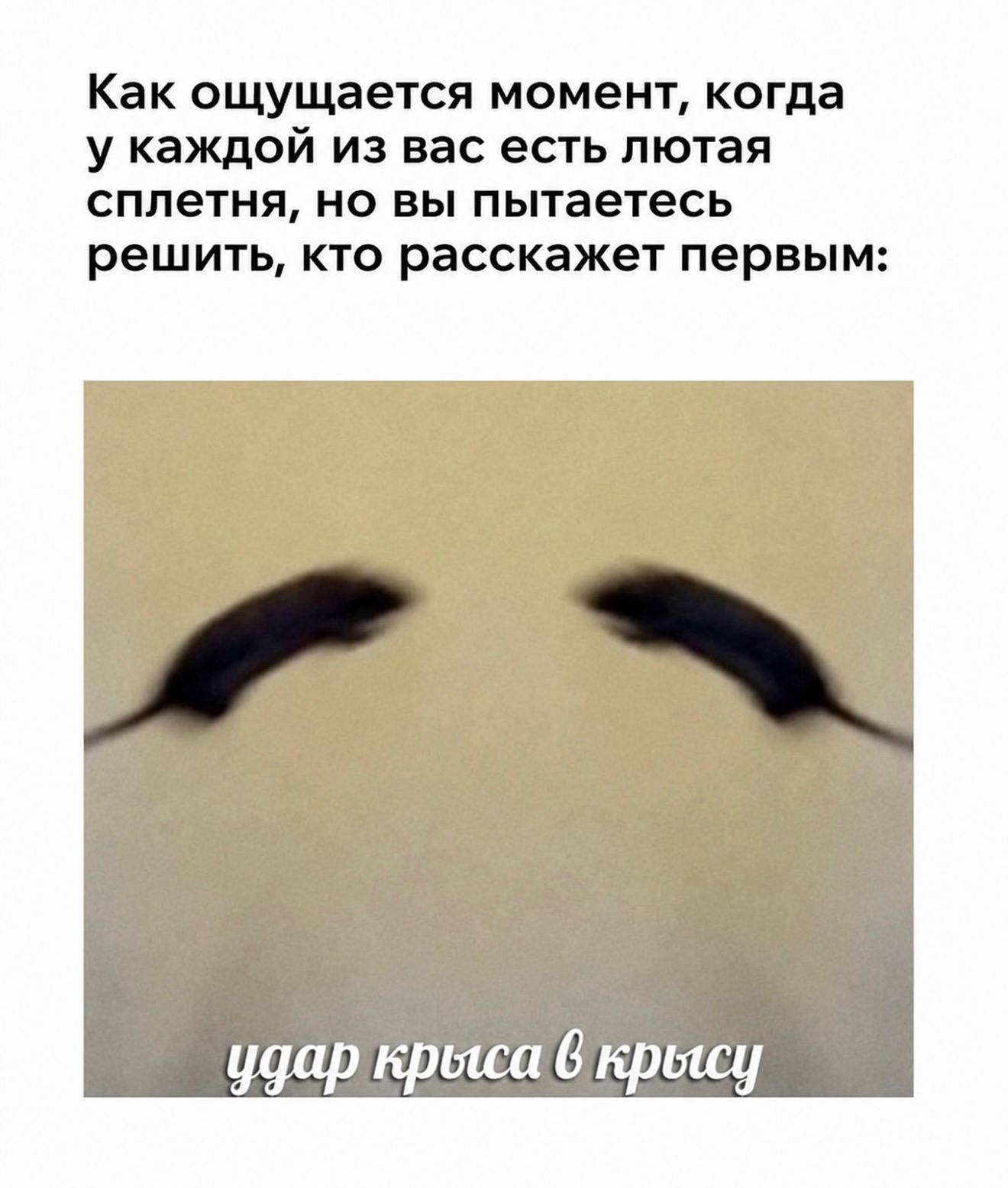 Удар крыса в крысу