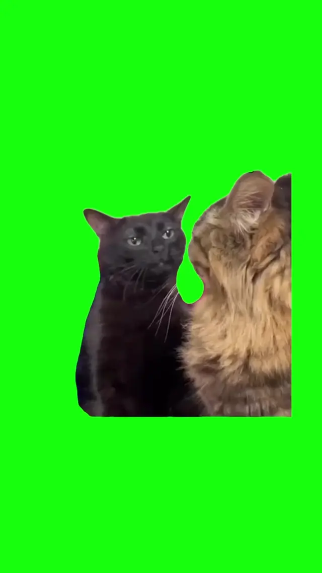 Черный кот смотрит на пушистого кота