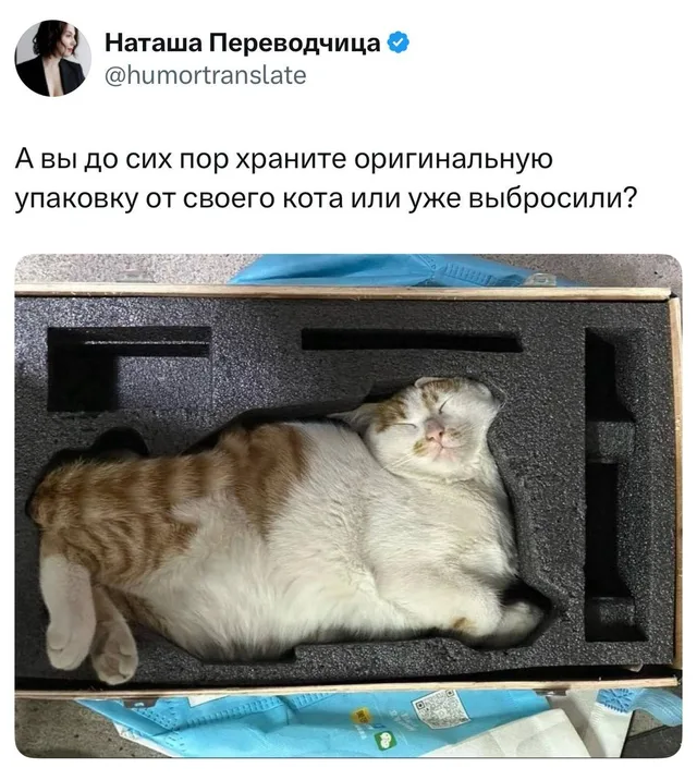 Оригинальная упаковка от кота