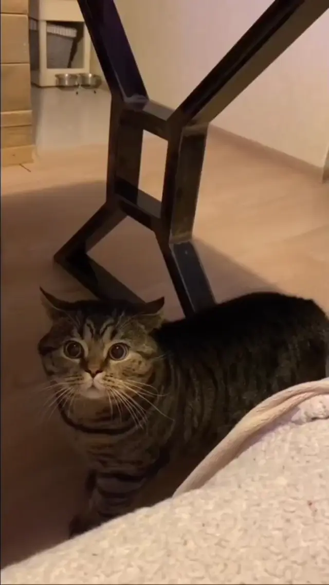 Кот Кокоми