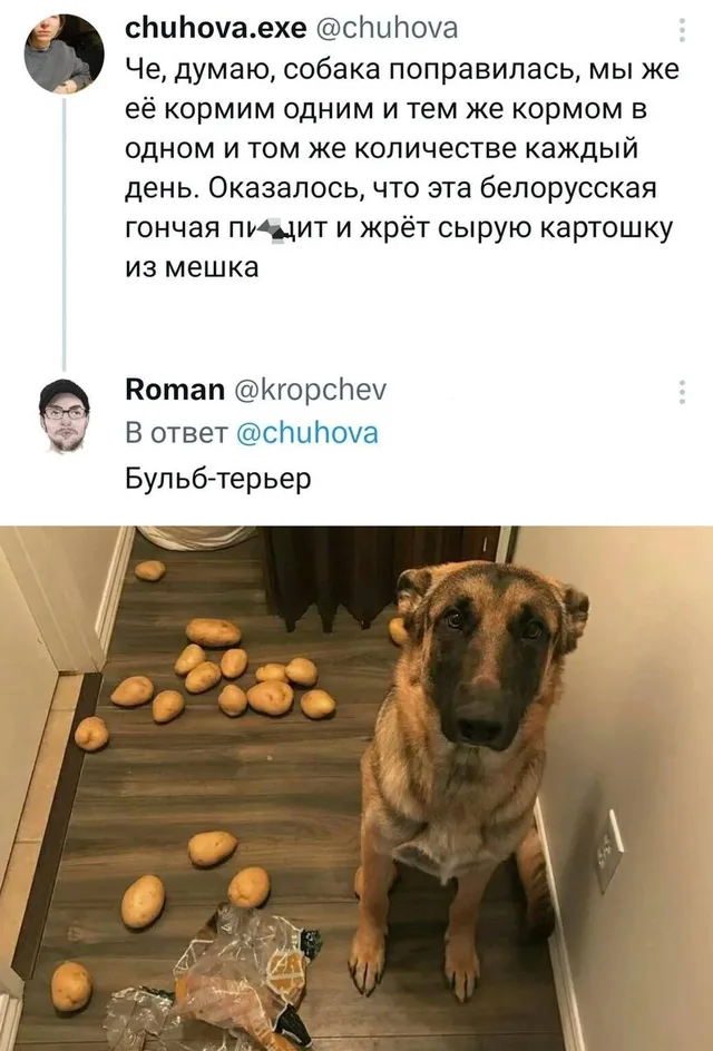 Собака сидит на полу рядом с разорванным пакетом картошки, картофелины разбросаны вокруг неё. — автор твита chuhova.exe, автор ответа Roman 
