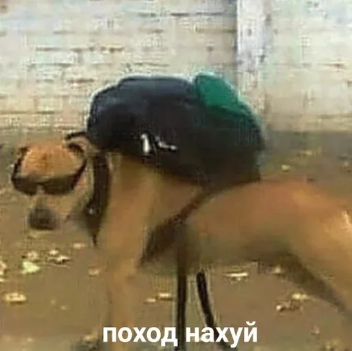 Собака стоит в позе туриста с рюкзаком, готовая куда-то идти — собака в очках и с рюкзаком