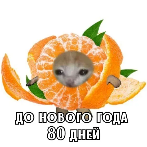 Статичное изображение котенка в мандарине. — грустный котенок