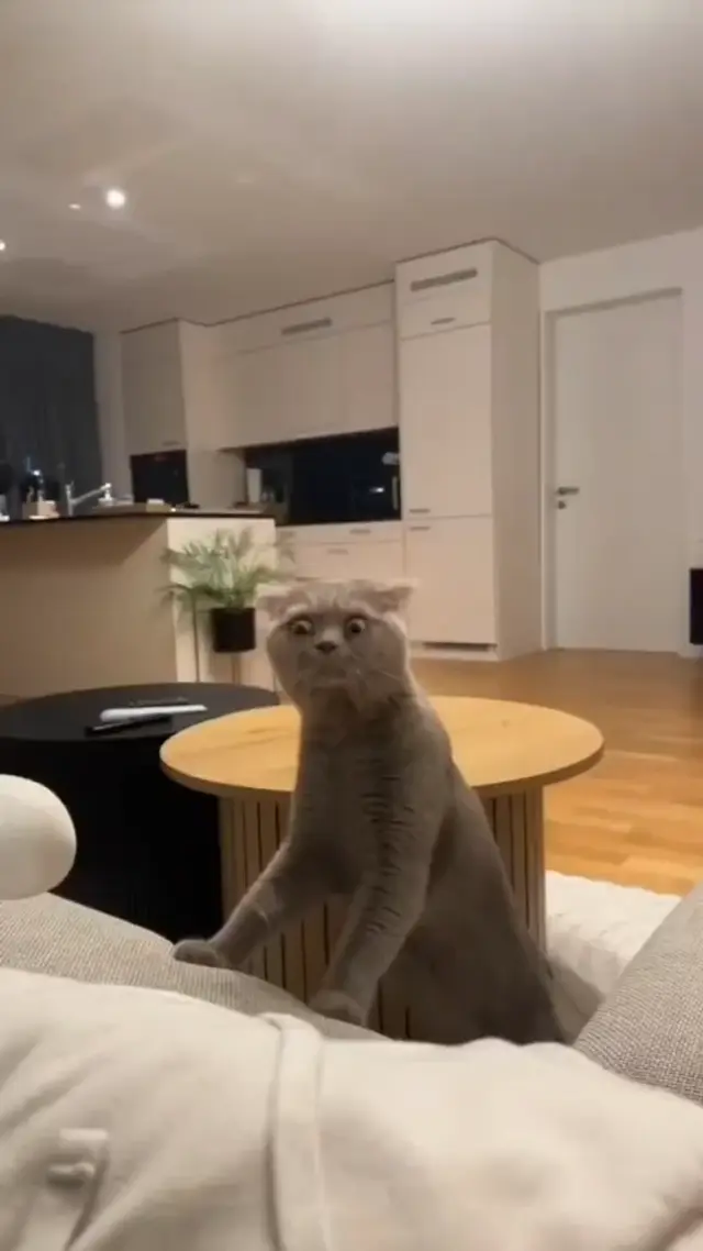 Bombastic Side Eye Cat