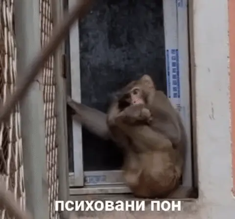 Обезьяна психует