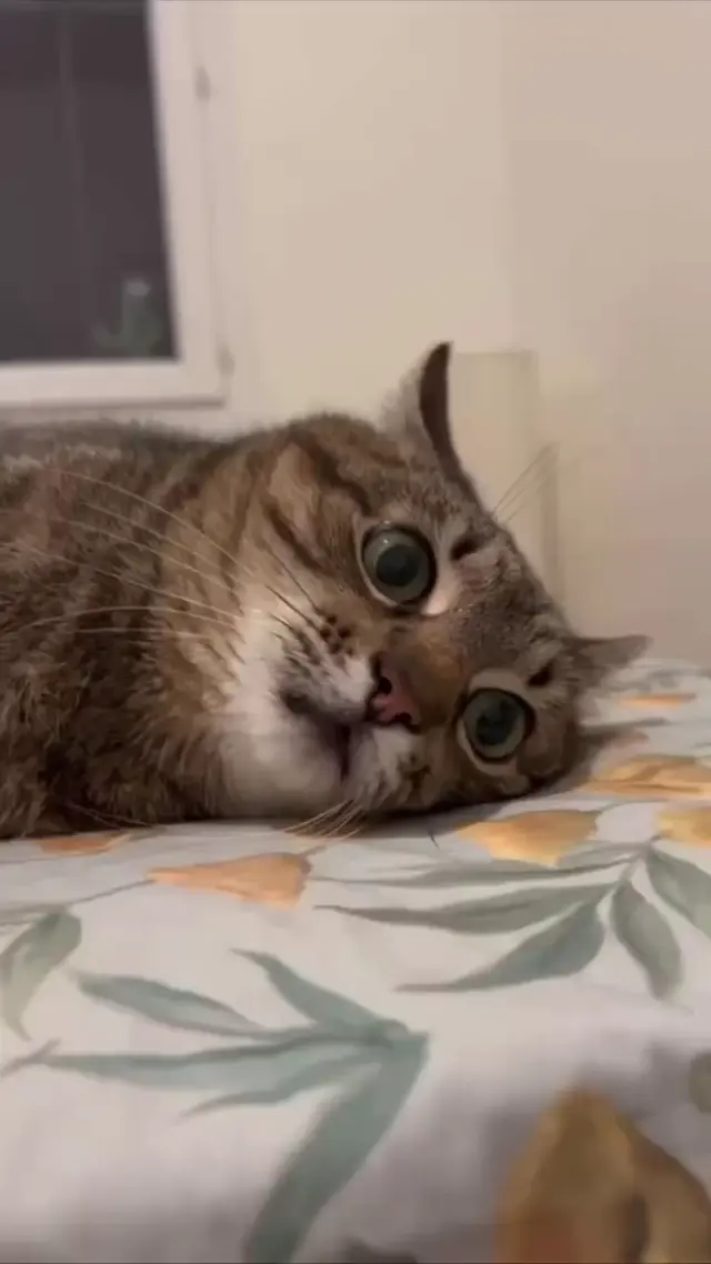 Экзистенциальный кризис кота