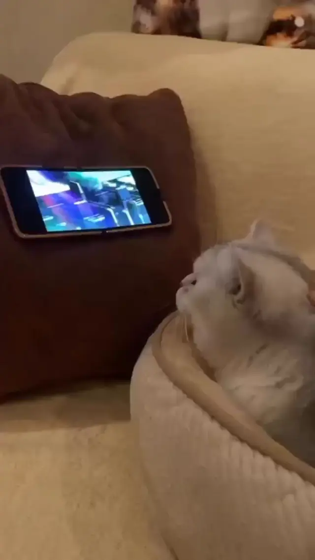 Кот смотрит Chipi Chipi Chapa Chapa