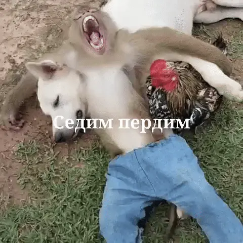 Седим пердим: чилл в компании