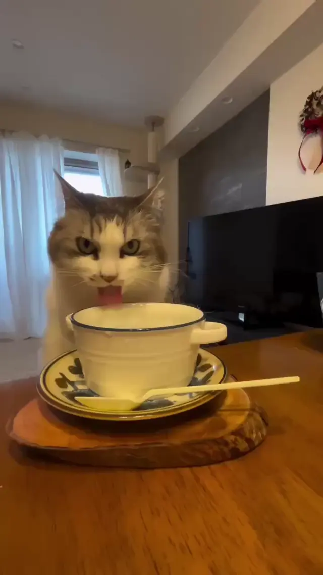 Кот грозно пьет молоко