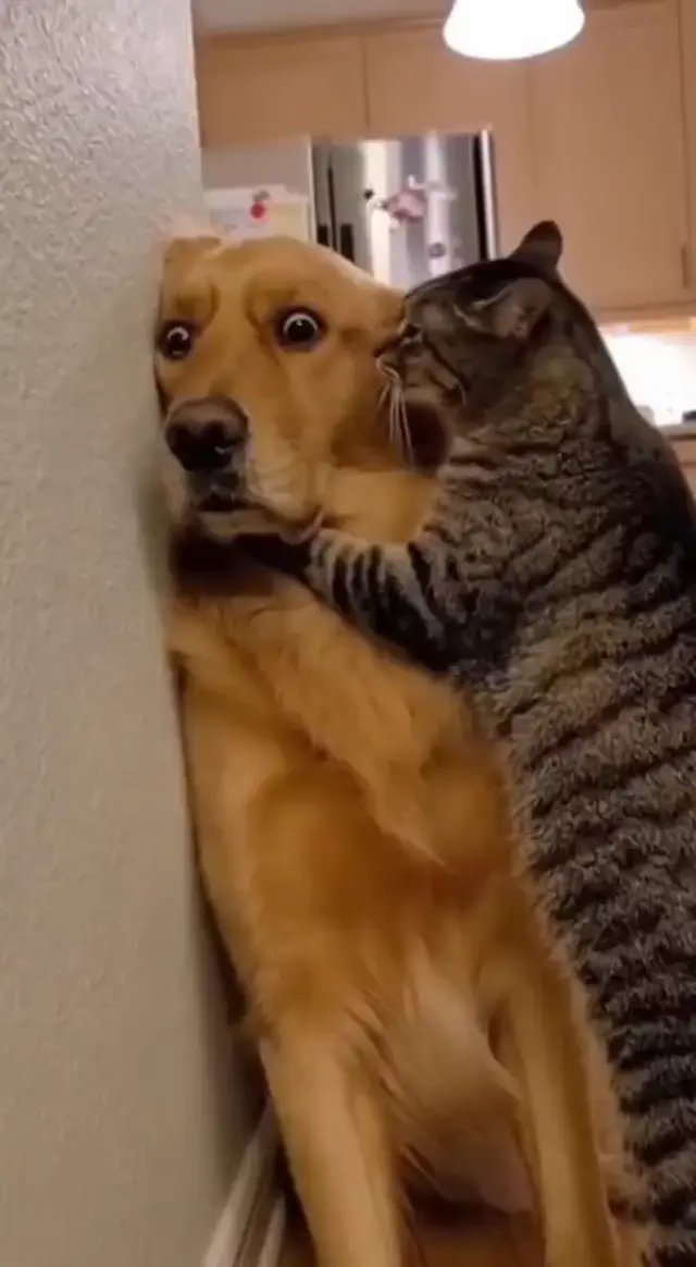 Кот пристает к собаке
