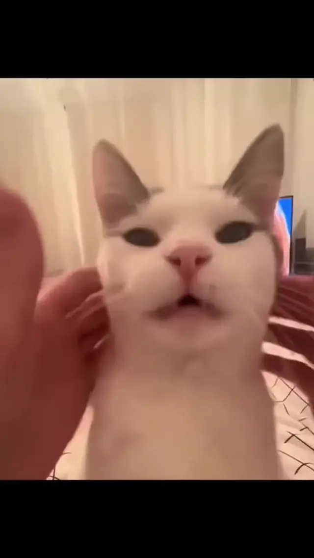 Кот издает звуки мотора