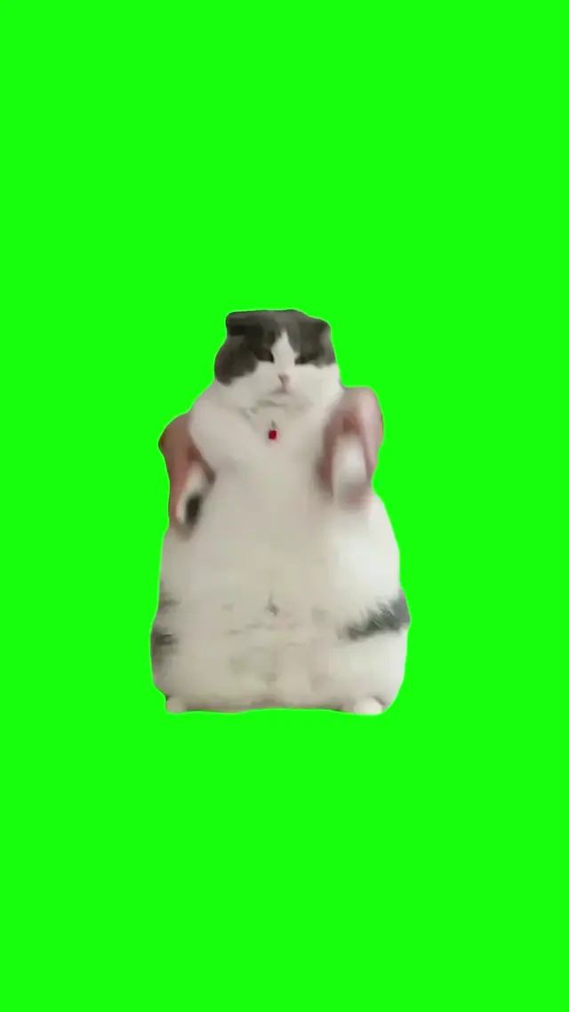 Танцующий кот на зеленом фоне