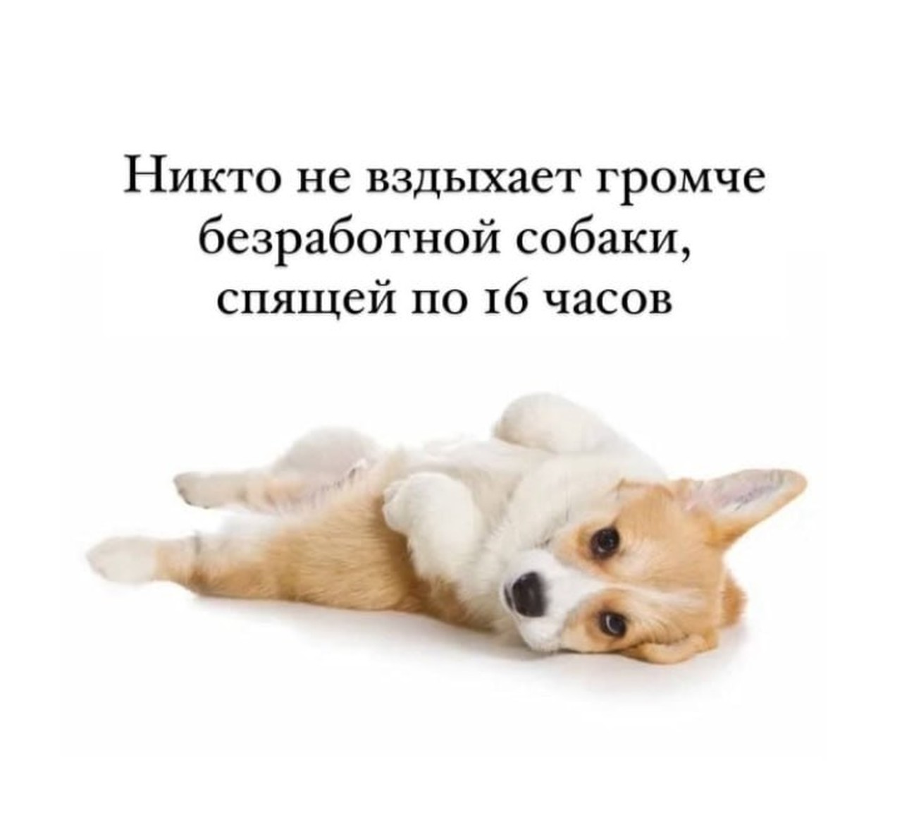 Вздохи безработной собаки